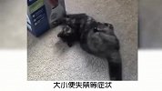 宠物冷知识：猫咪最讨厌的声音有哪些？