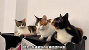 宠物解说：这是招财猫的原型，你喜欢三花猫吗？