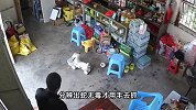 蛇热的窜进商店“避暑”，店主徒手抓蛇狂甩被咬伤，监控曝光！