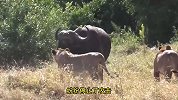 凶猛的非洲水牛单挑整个狮群，被围攻后愤怒反击，当场挑飞狮子