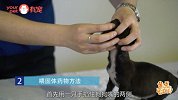 想给狗狗喂药？手法一定要巧妙！