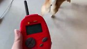 柴犬第一次看到无人机，没想到反应那么好玩，一定忍住别笑