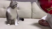 铲屎官扮鬼吓唬猫咪，看到喵星人的反应，差点笑出眼泪
