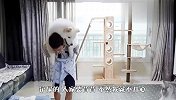 萨摩耶：铲屎的人家要背背！这年头养宠物真难，看完别笑