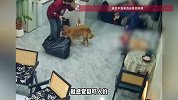 男子进店下跪推销挂件，店员和大金毛一起回跪“击退”