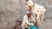 这羊被大叔训练的太聪明，4只脚能平稳站在柱子上，小猴子看呆了