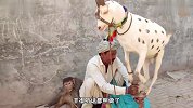 这羊被大叔训练的太聪明，4只脚能平稳站在柱子上，小猴子看呆了