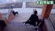 狗子正在护院，下一秒意外发生，3只恶犬直接将其叼走！