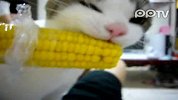 萌猫爱吃玉米