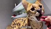 人类的神奇大猫，原来猞猁也能养？