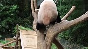 崽崽爬到树上找熊妈，结果遭嫌弃接连被推下来，下一秒笑翻了