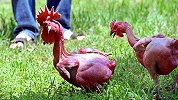 科学家培育“无毛鸡”，全身没有一根毛，产蛋量比普通鸡高5倍！