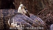 这种蛇隐匿在树上，其肤色和树叶交融，随时偷袭猎物