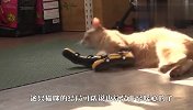 流浪猫被打至残疾，幸好遇到一名漂亮小姐姐，结局太暖了
