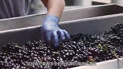 用脚踩出来的顶级葡萄酒，难道不怕有细菌吗？看完长见识了！