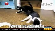 猫咪看病打麻药 匍匐前进享美食