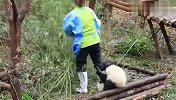 超黏人熊猫，奶妈甩都甩不掉，网友-放着我来！