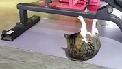 会做俯卧撑的猫咪，打架很有气势？