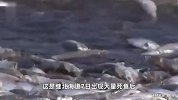 已回收85吨鱼尸！日本离奇死鱼多到渔船寸步难行，官员称与核污染水无关