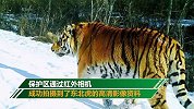 黑龙江拍下4只野生东北虎高清影像 其中2只开始领地巡查