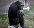 动物园黑猩猩抽烟 工作人员：游客给的 管不过来