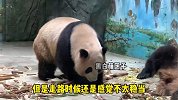 出现肢体无力不能走路的情况，猫粉们都很担心
