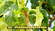 无花果树的养殖方法和注意事项