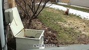 狐狸把幼崽产在房子附近，怎料幼崽被捕获，狐妈妈救孩子的举动让人感动