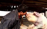 河南村民把猪当宠物养，懂人话还会才艺，关系好到能亲嘴