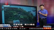 上海千年杜鹃 有56根枝
