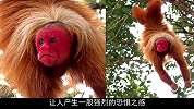 世界上最丑陋的猴子，堪称猴界“裘千尺”！赤秃猴-你礼貌吗
