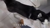 主人带回一只泰迪，哈士奇以为是来争宠的，场面笑爆了