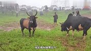 下雨天举办斗牛比赛，黑牛率先使出野蛮冲撞，最后究竟鹿死谁手？