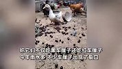 女子喂鸡吃车厘子引网友羡慕：次果不能流入市场，鸡鸭吃不完只能沤肥
