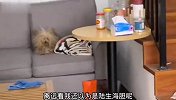 毛都糊了还烤呢，猫：这不刚焗油要定色嘛