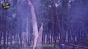 99年湖北磨山倒树之谜，百棵大树为何一夜折断，外星飞碟造成?