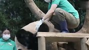 熊猫耍赖不肯回家，硬核奶爸奶妈上手段，接下来忍住别笑