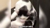 《养猫咪的五个好处》你知道有什么吗？