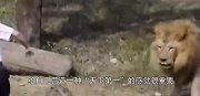 男子野外偶遇十几头狮子，接下来他的做法，堪称教科书级别！