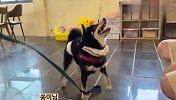 柴犬进店吃东西，店里的生意差点没法做，看完笑出眼泪