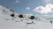 没想到鸵鸟这么会滑雪 太惭愧了我还没有鸵鸟滑的好