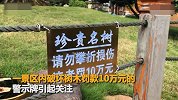 广西一景区攀折损伤树木罚款10万 景区：起到震慑作用