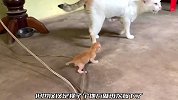 刚刚出生的一只小奶猫，却不小心掉在地上，猫妈妈的举动出人意料