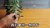 如何做到不花一分钱，批量培育多肉植物，一个塑料瓶就能轻松搞定
