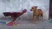“战斗鸡”和狗子在村子决战，打的狗子满村跑！真是狗脸丢尽了