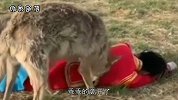 女主人倒在地上装死，谁知狼群却做出这个举动，想想都后怕