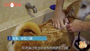 狗狗深度清洁的顺序，你整对了吗