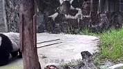 熊猫宝宝：不就是盆奶吗，我才不稀罕呢！下一秒憋住别笑