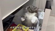 铲屎官到处找不到猫咪，跑到厨房一看，铲屎官要笑抽了