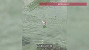 大开眼界！网友拍到小鸟“潜水捕鱼”，现场几乎“百发百中”